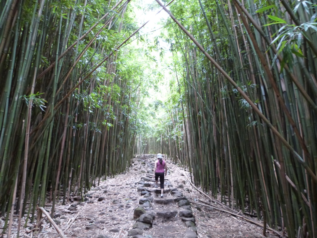 BambooForest