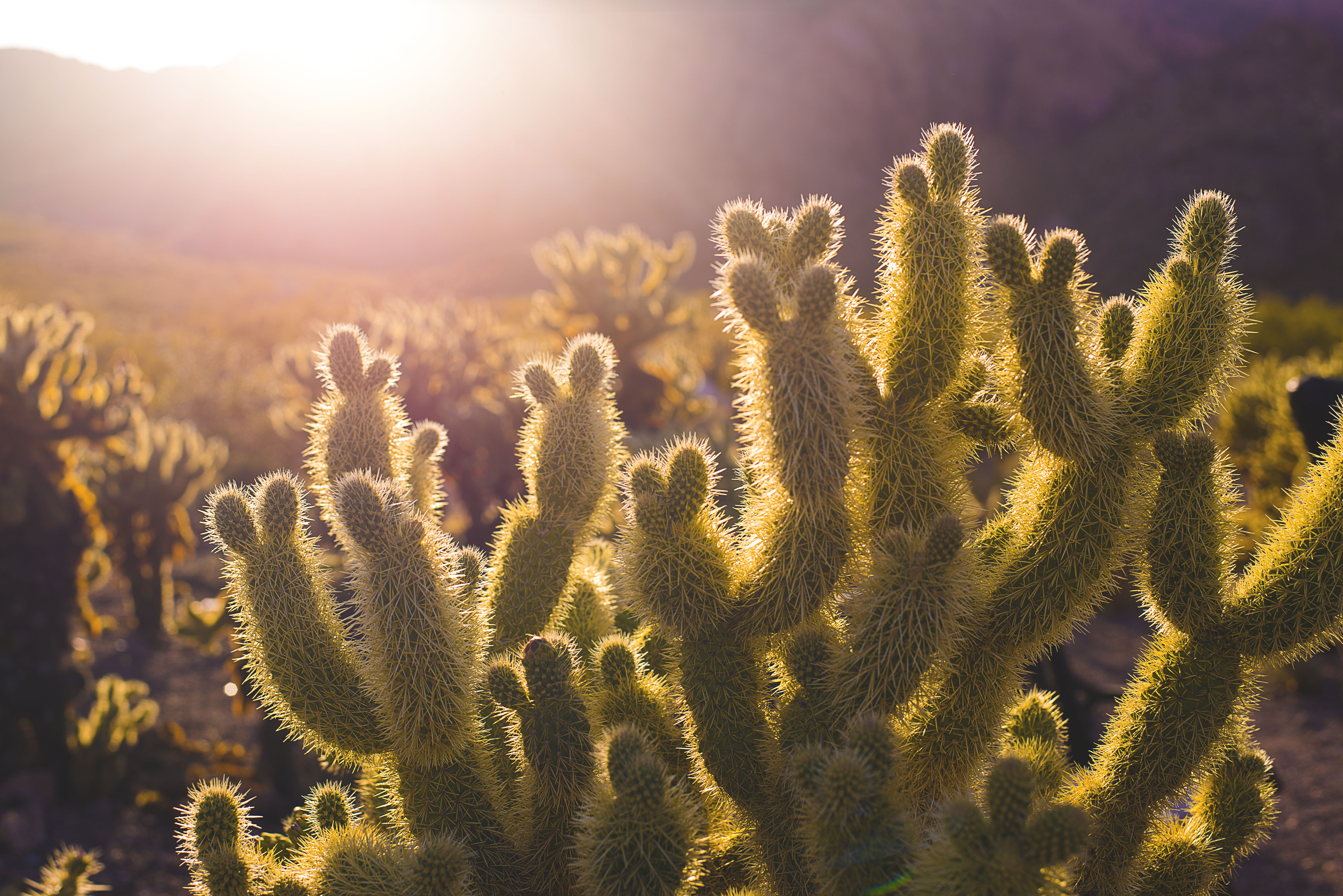 a cactus with sun shining through it