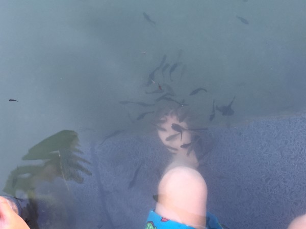Swimming With The Fishes
