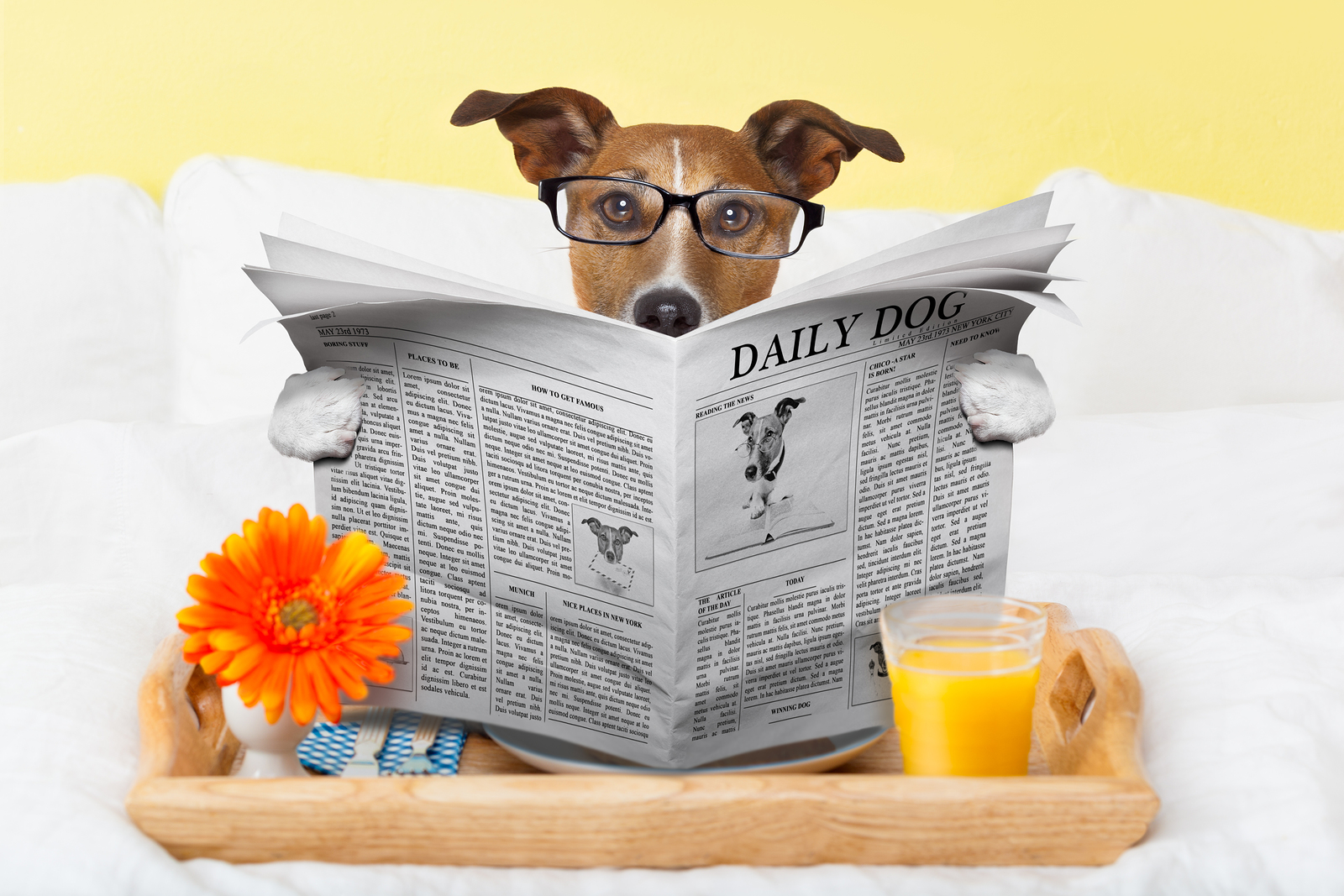 a dog reading a newspaper on a bed