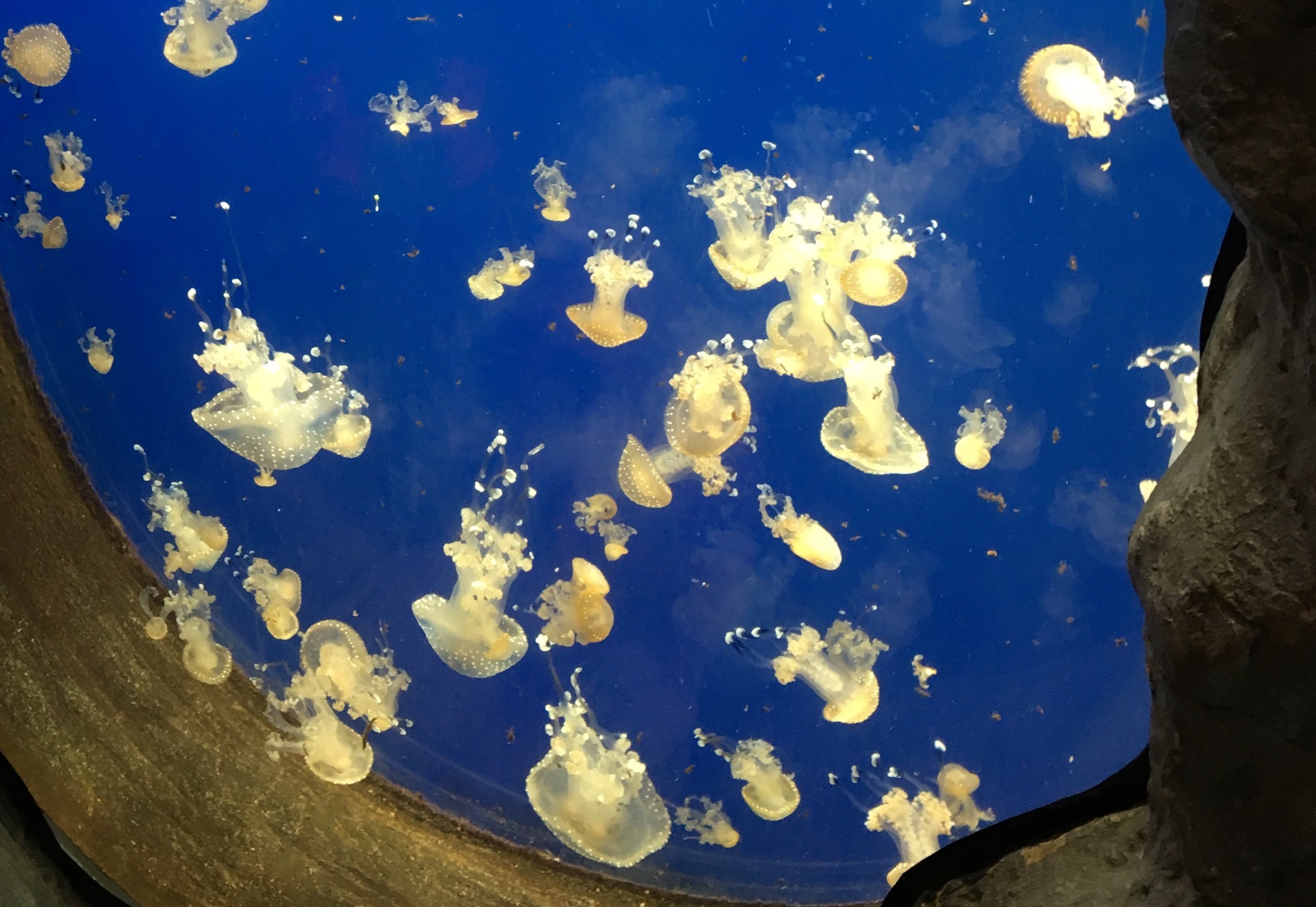 a group of jellyfish in water