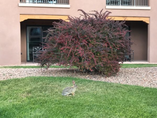 a rabbit in the grass