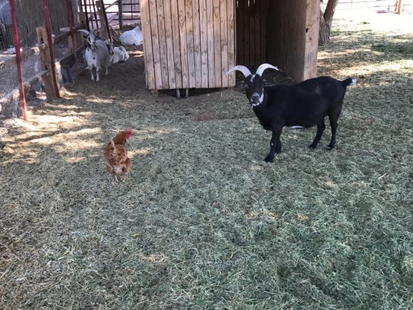 a goat and chicken in a pen