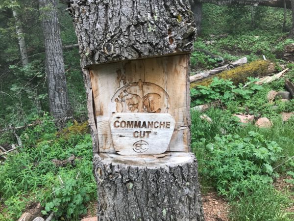 a tree trunk with a sign carved into it