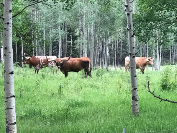 a group of cows in a field