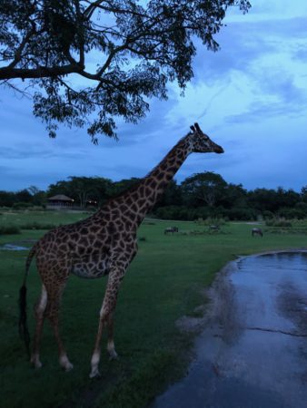 a giraffe standing on grass near a pond