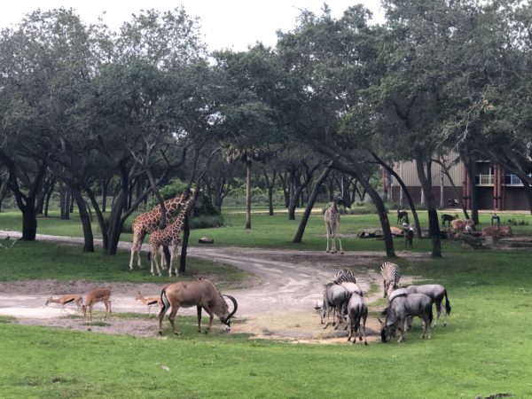 a group of animals in a park