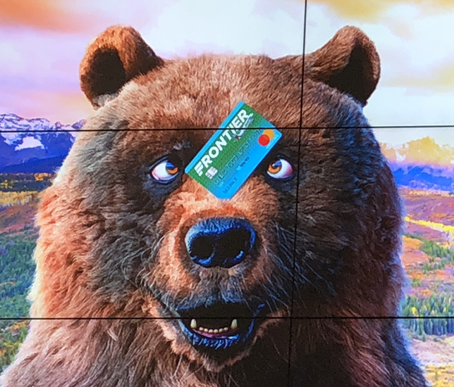 a bear with a credit card on its forehead