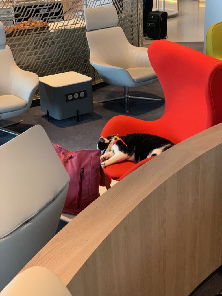 The Cat Literally Got My Tongue In The Air France Lounge