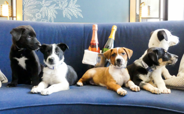 a group of dogs sitting on a couch