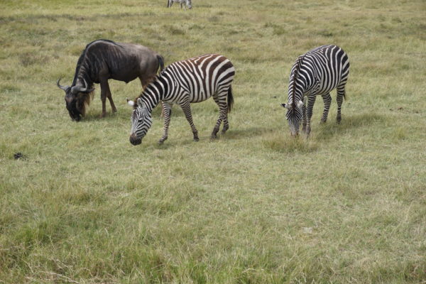 a group of zebras grazing in a field