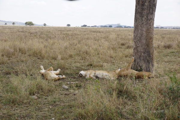 lions lying in grass near a tree