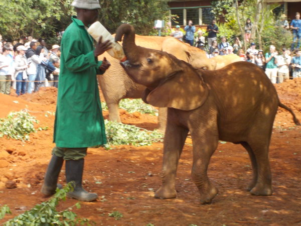 a man feeding a baby elephant