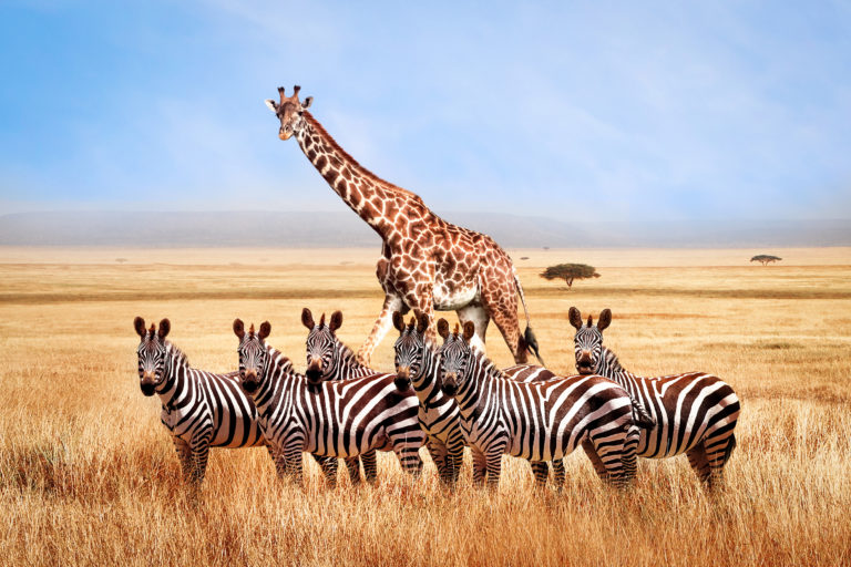 Dream From Home!  Save Money On Planning An Incredible African Safari